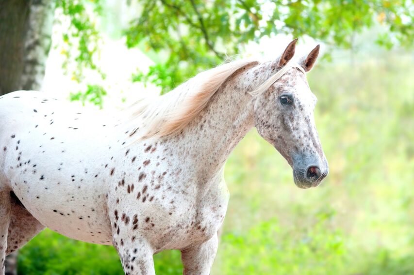 Portrait of knabstrupper breed horse Portrait of knabstrupper breed horse - white with brown spots on coat