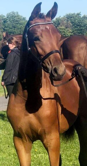 Screenshot_20211003-095017_Gallery Screenshot_20211003-095017_Gallery